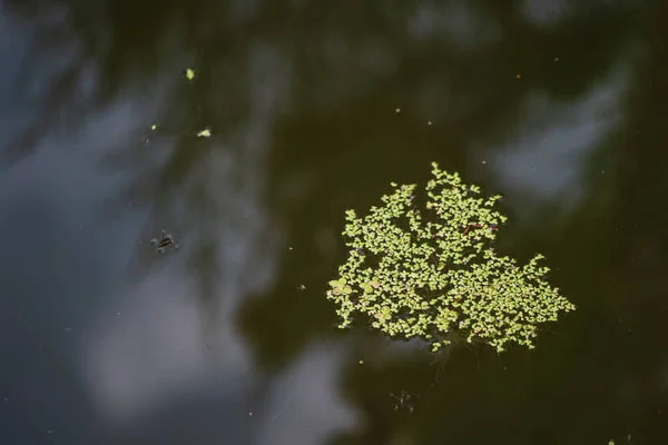 Suda Yeşil Ördek Otu — Stok fotoğraf