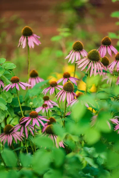 Fleurs Échinacée Dans Jardin — Photo