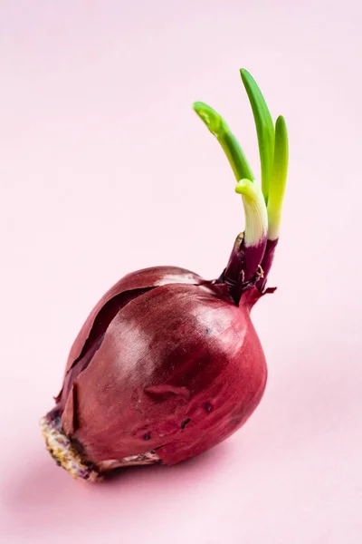 Bulbo Entero Cebolla Roja Con Brote Verde Fresco Fondo Rosa —  Fotos de Stock