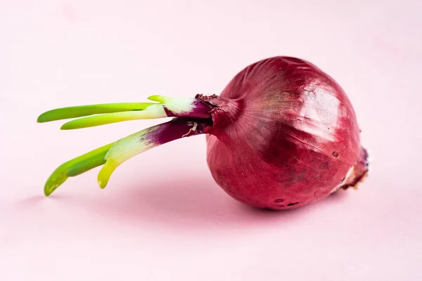 Whole Bulb Red Onion Fresh Green Sprout Pink Background — Stock Photo, Image