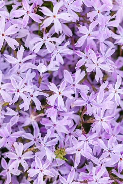 Fialové Phlox Květiny Příroda Pozadí — Stock fotografie
