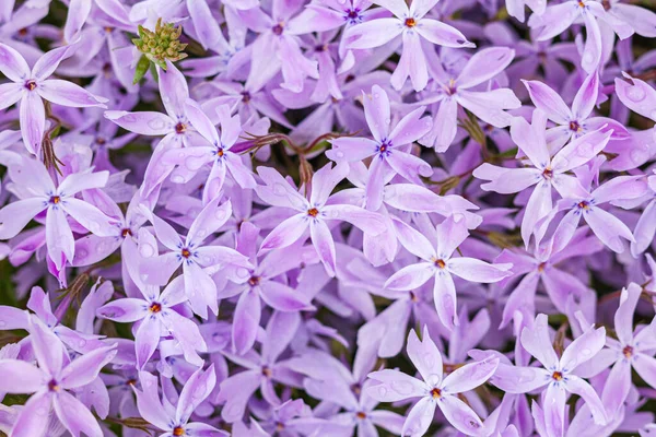 Flores Flox Roxo Fundo Natureza — Fotografia de Stock