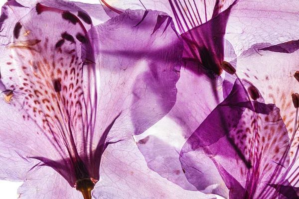Цветок Рододендрона Белом Фоне — стоковое фото