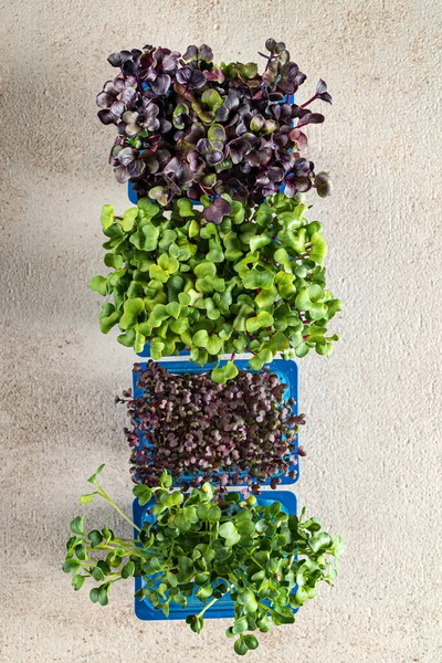 Microverdes Crescimento Rápido Para Saladas Durante Todo Ano — Fotografia de Stock