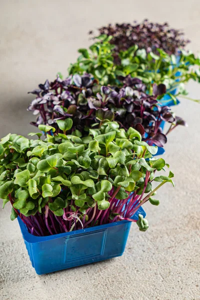 Microverdes Crescimento Rápido Para Saladas Durante Todo Ano — Fotografia de Stock
