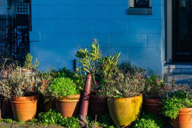 Kapıya yakın saksıda çiçekler