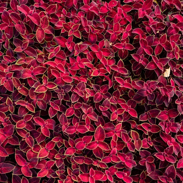 Coleus Púrpura Plantas Fondo Naturaleza —  Fotos de Stock