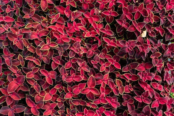 Paarse Coleus Planten Natuur Achtergrond — Stockfoto