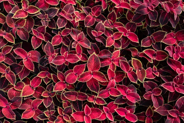 Фиолетовые Растения Колея Природный Фон — стоковое фото