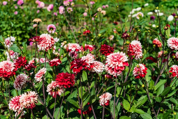 Dahlia Fleurs Dans Jardin — Photo