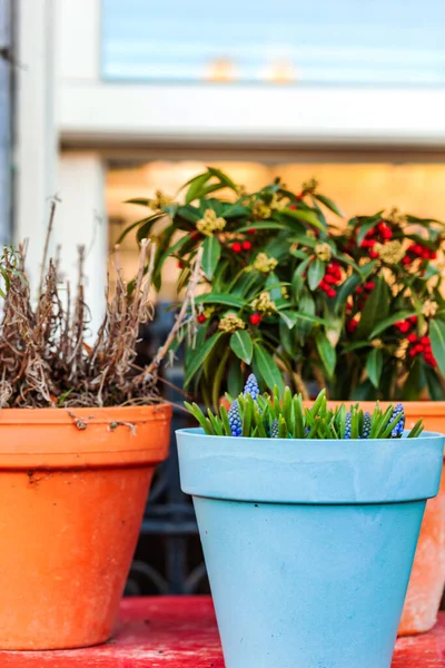 Blumen Topf Vor Der Tür — Stockfoto