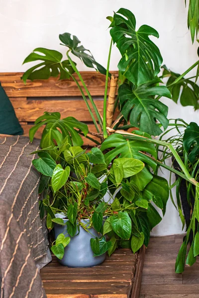 ベッドルームの家の植物 — ストック写真
