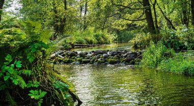 Beyaz Rusya 'daki güzel orman nehri