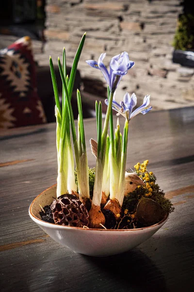 鍋の中のアイリスの花 — ストック写真