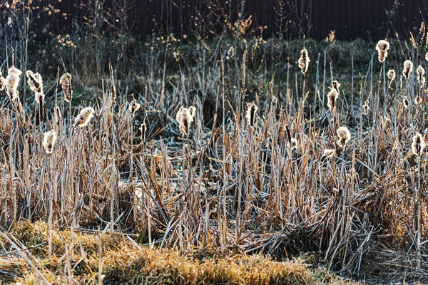 Nasiona Trzciny Pobliżu Stawu — Zdjęcie stockowe