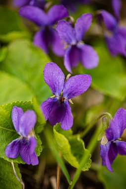 Ormanda yabani menekşe çiçekleri
