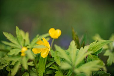 Bahçedeki yerküre çiçekleri, bayım.