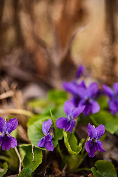 Flores Violetas Selvagens Floresta — Fotografia de Stock