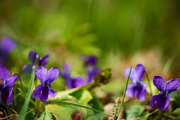 Fiori Viola Selvatici Nella Foresta — Foto Stock