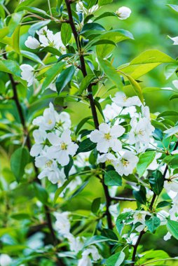 Daldaki armut çiçekleri.