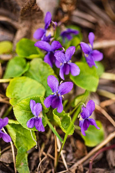 Fleurs Violettes Sauvages Dans Forêt — Photo