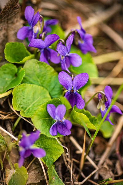 Fleurs Violettes Sauvages Dans Forêt — Photo