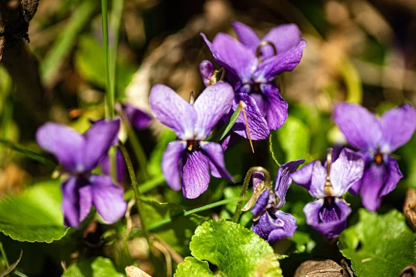 Fiori Viola Selvatici Nella Foresta — Foto Stock