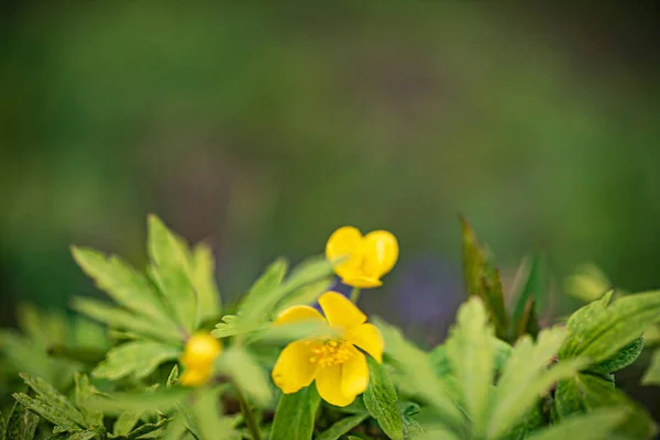 Globe Fleurs Avec Des Feuilles Dans Forêt — Photo