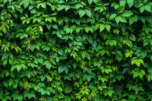 Wild Graves Wall Nature Background — Stock Photo, Image