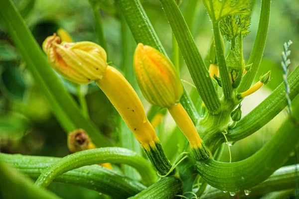 Young Zucchini Garden — Stock Photo, Image