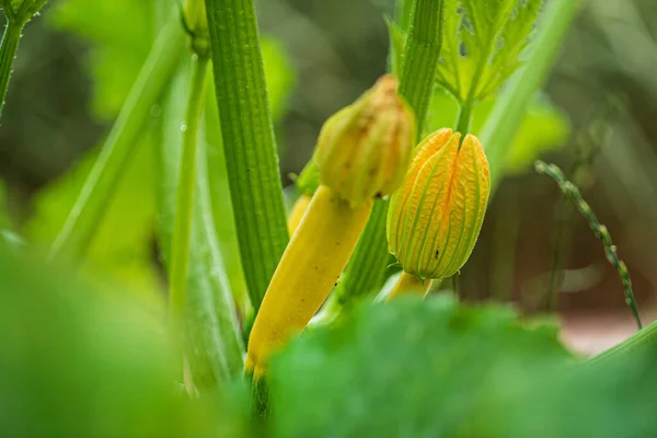 Young Zucchini Garden — Stock Photo, Image