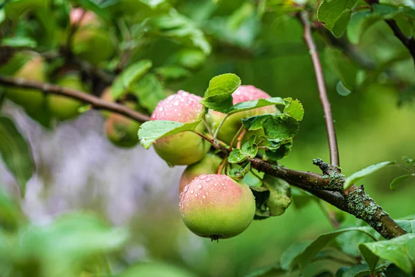 Manzanas Jóvenes Rama —  Fotos de Stock