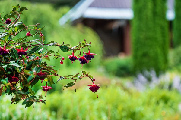 Fuchsia Flowers Pot — Stock Photo, Image