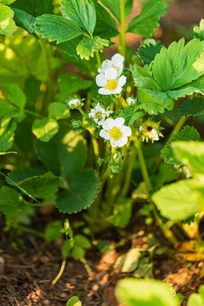 Strawberry Flowers Garden — Stock Photo, Image