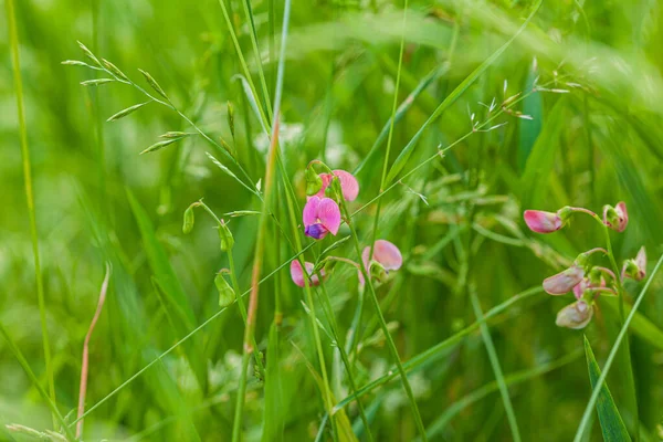 Summer Field Pink Flowers — Stock Photo, Image