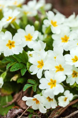  Bahçedeki çiçekleri.