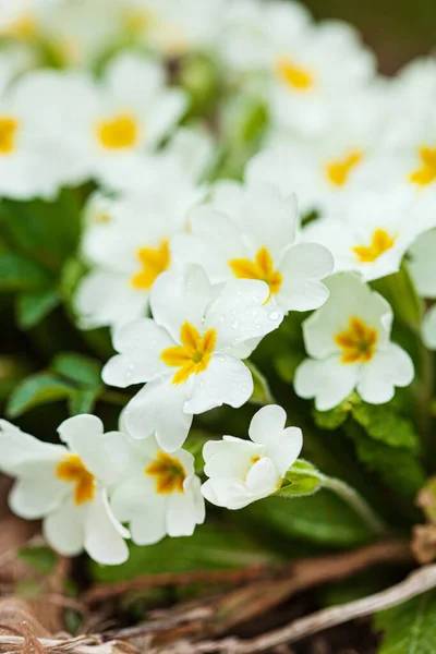 Primrose Flowers Garden — Stock Photo, Image