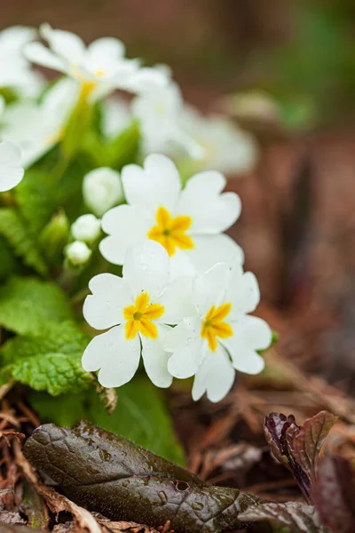 Primrose Flowers Garden — Stock Photo, Image