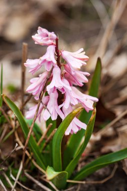 Bahçedeki sümbül çiçeği