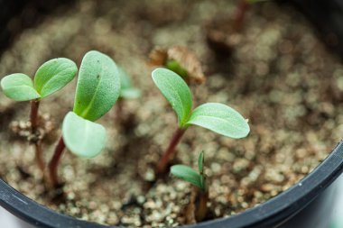 Genç filiz filizlenme tepsisinde büyüyor.