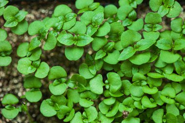 Genç filiz filizlenme tepsisinde büyüyor.