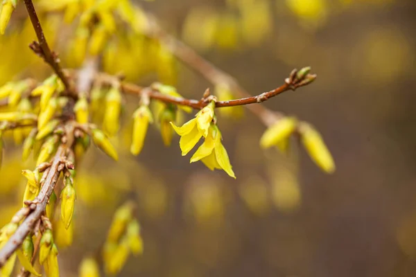 Forsythia Con Flores Amarillas Cerca —  Fotos de Stock