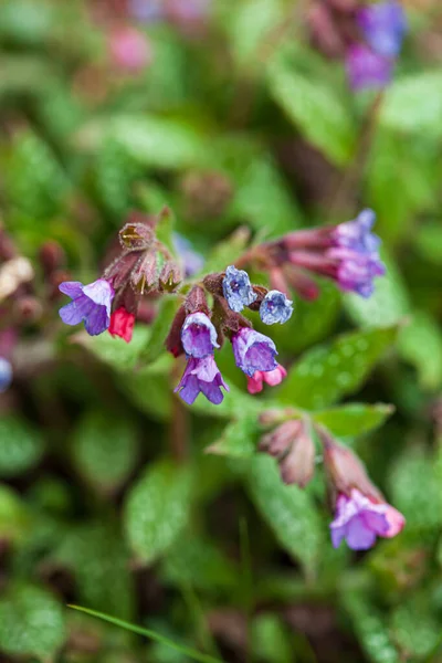Lungwort Flowers Garden — Stock Photo, Image