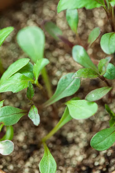 Young Sprout Growing Seedling Tray — Stock Photo, Image