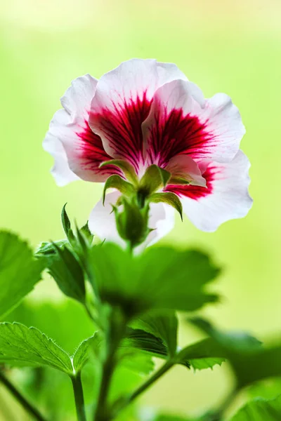 Цветок Пеларгония Горшке — стоковое фото