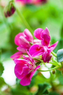 Tencerede pelargonyum çiçeği