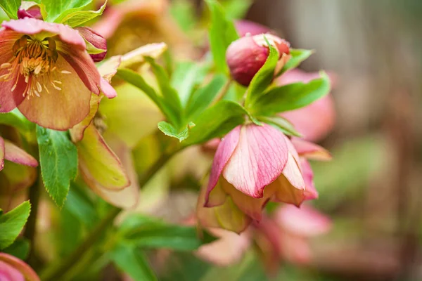 Fiori Elleboro Giardino — Foto Stock