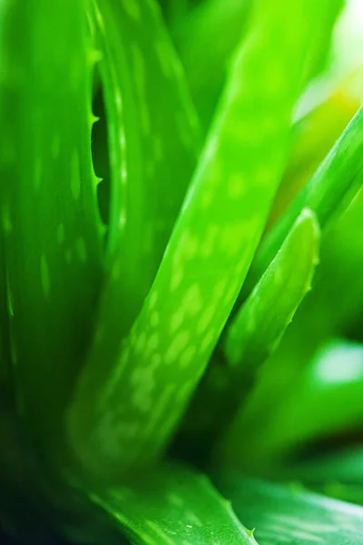 Aloe Vera Plant Fundo Natureza — Fotografia de Stock