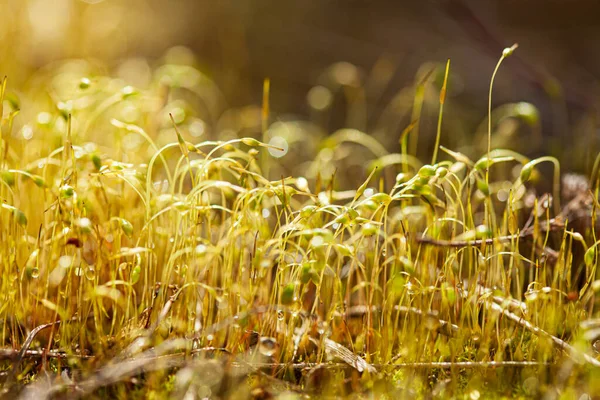 Moss Nature Closeup Phot — стоковое фото