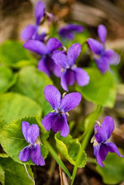 Bahçedeki vahşi menekşe çiçekleri